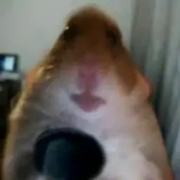 XxeonX
