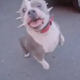 Vpsen