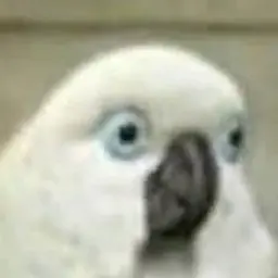 fdsfsdsdsdffds