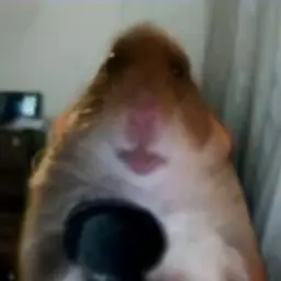 polotorman