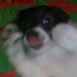 SpaidyPlay