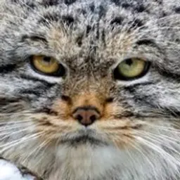 Manulchik