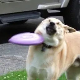 woofypuf