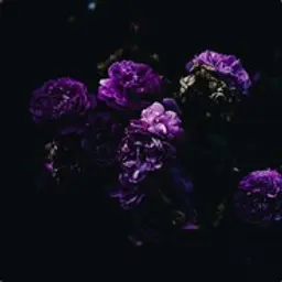 Spirt4