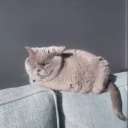 PerchikTop