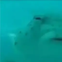 cooldino