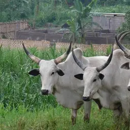 fakoman