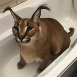 upvote