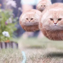 LOLDesp