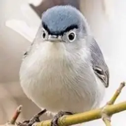 Pygfjb