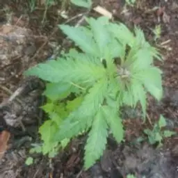 Flockygg