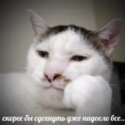 Kappahum