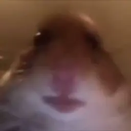disadisadisadisa