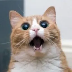 232517