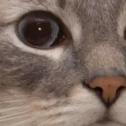 zarukina