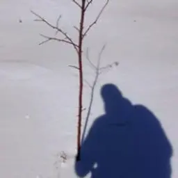 чё?