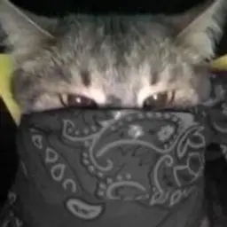 acursednat