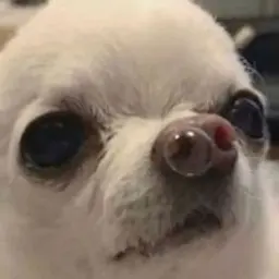 artemkaflx