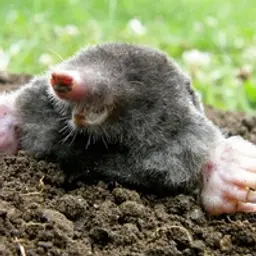 koogyme