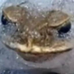 GEGELfdf