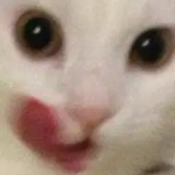 Hholly