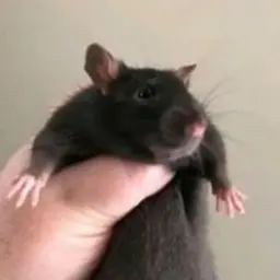 smoothie2