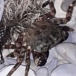 Джекссу