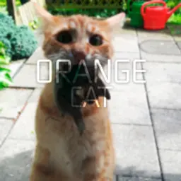 OrangeCat_inactive2764986