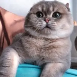 Alkhat