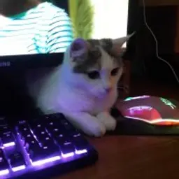 internet_angel