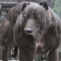 lapkacruger