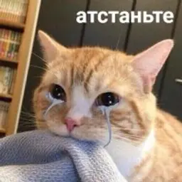 flex_pazan