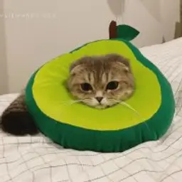 CAHEK_YT