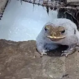 2walavi