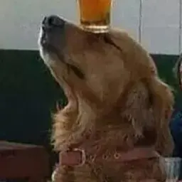 sosenkaaaaa