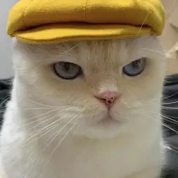 mojnojit