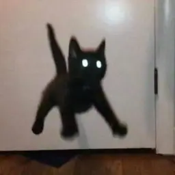 pittq