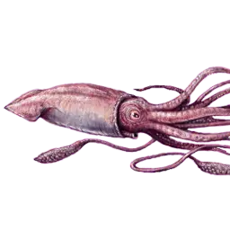 kalmarletom