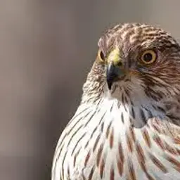 hawkusa