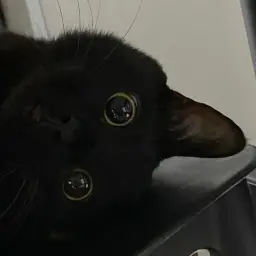 rezusyboy