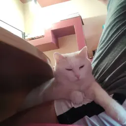 palvlikthecat