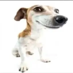 Svennee