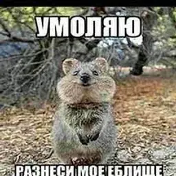 XOM9ICHOK228