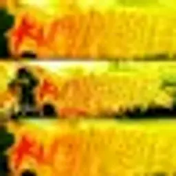 AsOrtiNgo