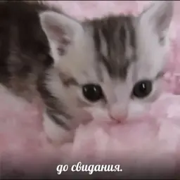 hatemeplsty