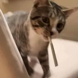 Gzxe