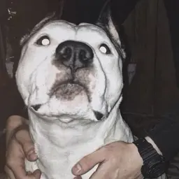 Dissanta