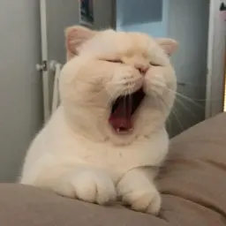 zxcphonkss