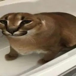 dacksed