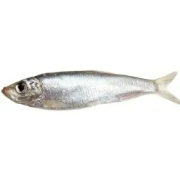 anechkannn